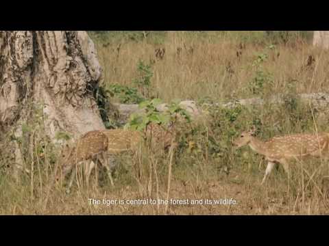 Photos & Videos | WWF Photos & Videos | WWF