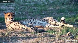 Africam Tammy the Cheetah Cam at HESC | Highlights