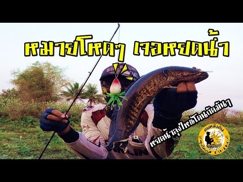 เพิ่มสมาชิกในอุตสาหกรรมหนังโป๊ ยาเสพติดสำหรับความอ่อนแอทางด้านจิตใจ