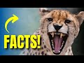 Discover the Unique World of Cheetahs: Get Ready for a Wild Ride!