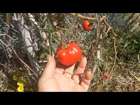 🍅🍀Colti e mangiati 🏵️☀️pomodori 🍅 anno 2023!