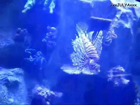 New Antalya Aquarium - Turkey Новый Анталийский аквариум - Турция