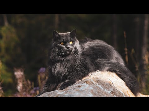 Ein Tag mit Katzen auf einer Skala von 1 - 10 #Katzen