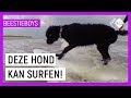 DOGGY SURFING | Extreme Animal Hobby's Beestieboys | NPO Zapp