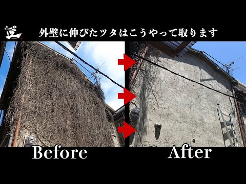 家の壁や木からツタを取り除く 植物