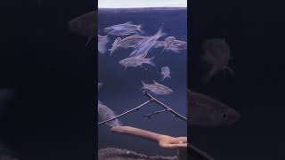 Download lagu Mancing Ikan Wader Pari di Sungai! Hasilnya Bikin Kaget 😁 | Ikan Hias Air Tawar #wader #aquarium mp3