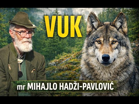 Vuk Kao Lovna Vrsta – Šta Kaže Struka?  #hunting  #wildlife