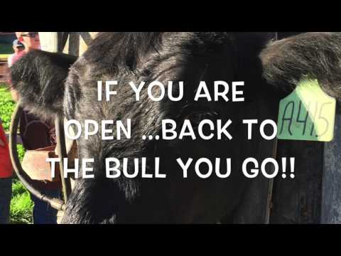 Lucky Clover 4 H Beef Presentation 2017