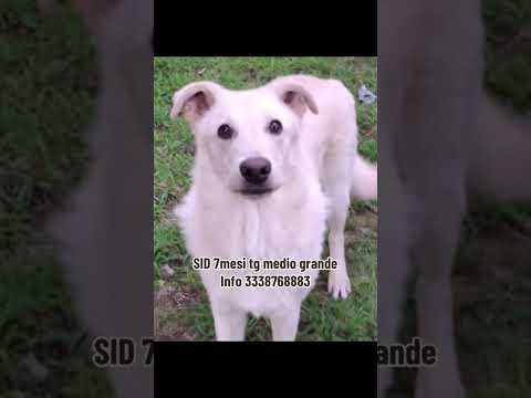 Regalo SID cucciolone di 7 mesi super intelligente cerca casa