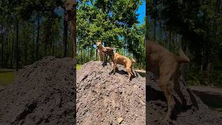 Got some dirt, dogs were very happy 😂🐕❤️ #vlog #dog #doglover #shorts