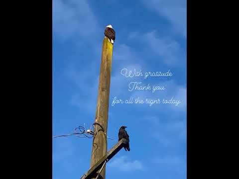 Eagle & Raven Haida Gwaii