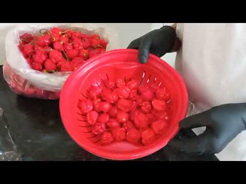 PIMENTA CAROLINA HEAPER - COMO FAZER CONSERVA DE PIMENTA CAROLINA HEAPER EM CONSERVA NO ÓLEO