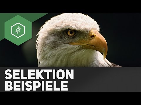 Stabilisierende, transformierende, disruptive Selektion - Evolutionsfaktoren 3