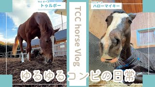 【TCCホースVlog】超癒し🌿ゆるゆるコンビの日常をお届け🎁
