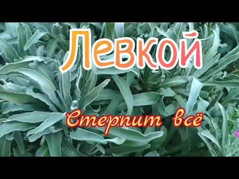 Левкой - самый терпеливый цветок