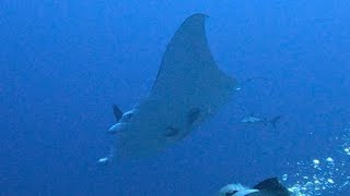 Scuba diving with manta rays and sharks in Fakarava