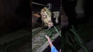 Download lagu Indahnya Silaturahmi Teng Ndalem e Ibu Paini di Pakis Magelang mp3
