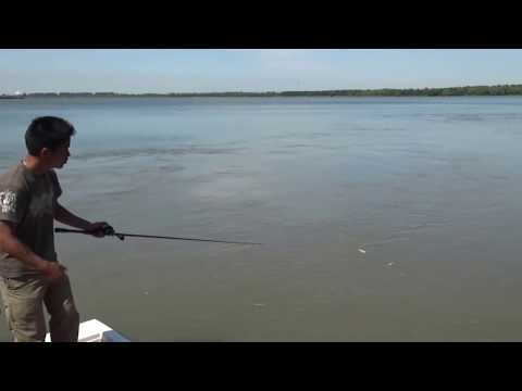 GONG LEI - Super Monster Yellow Check on Topwater