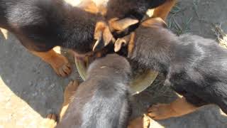 Приставучего Клоуна Кусает Собака (Видео)