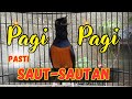 KETREKAN PANCINGAN MURAI BATU GACOR SANGAT AMPUH SEKALI DENGAR MURAI BATU APAPUN LANGSUNG NYAUT ON
