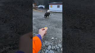 Download lagu 이 남성은 참새(?)에게.. mp3