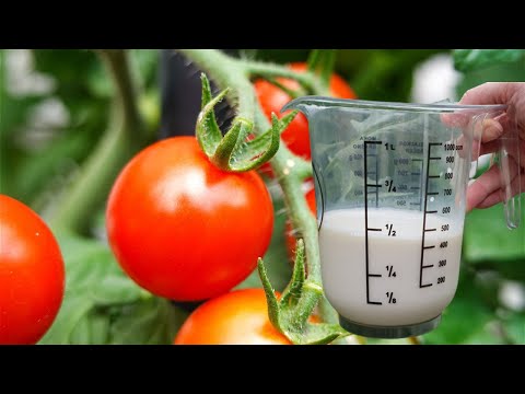 100% NATURAL remedy for tomatoes, roses and other plants