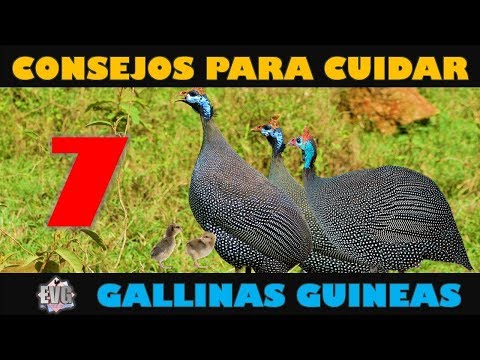 , title : '7 Consejos Importantes para Cuidar Gallinas Guineas o Coquenas'
