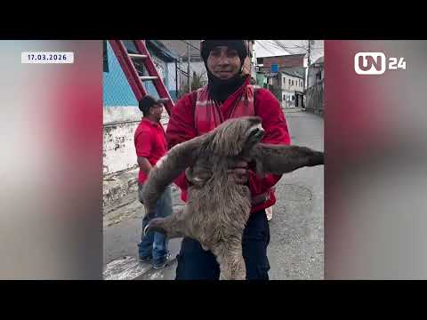 Bomberos de Miranda rescatan a perezosa en Los Teques