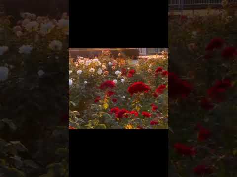 #shorts #shortvideo #short