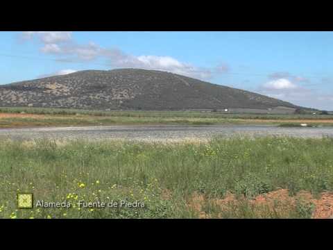 Gran Senda de Mlaga. Etapa 17: Alameda-Fuente de Piedra