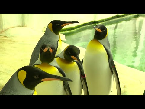 Új királypingvin Nyíregyházán – Frakkos vendég érkezett Wuppertalból