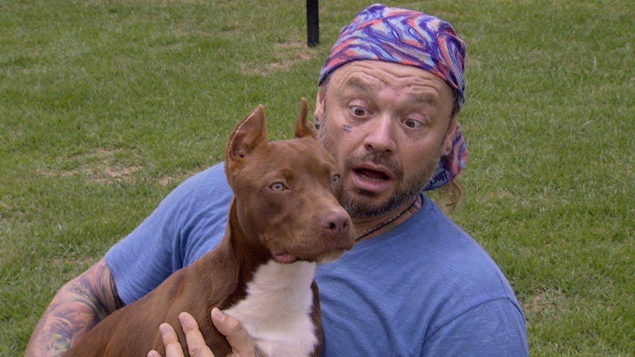 AMERICAN PITBULL | GUIA DE RAÇAS | RICHARD RASMUSSEN