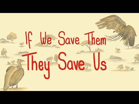 Why we should save the vultures