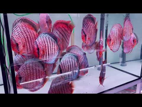 Discus broodstock 2023