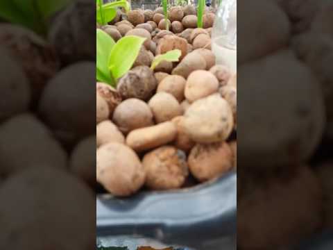 Projeto de Aquaponia