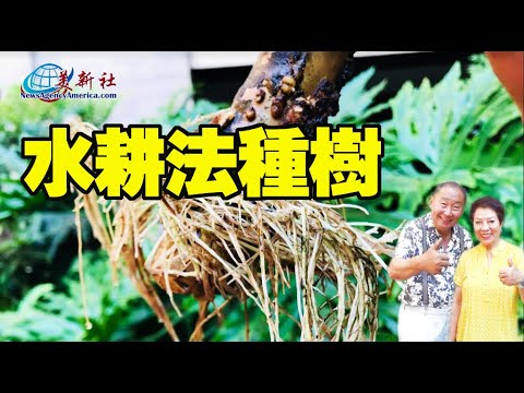 珊瑚大戟水耕