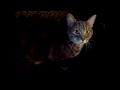 Gray Tabby Cat Spinning In Chair
