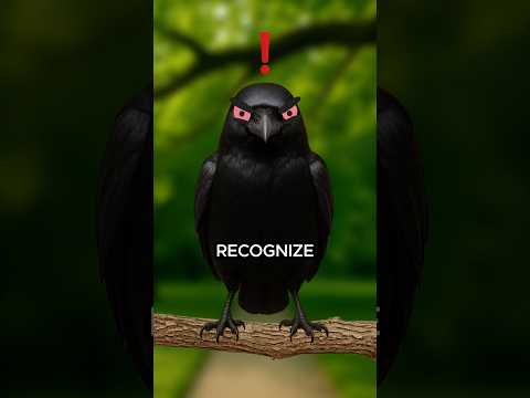 Why Crows are Evil… #shorts #facts