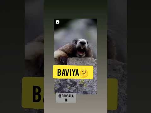 bhavya squirrel🐿 voice video cute😍🥰😘