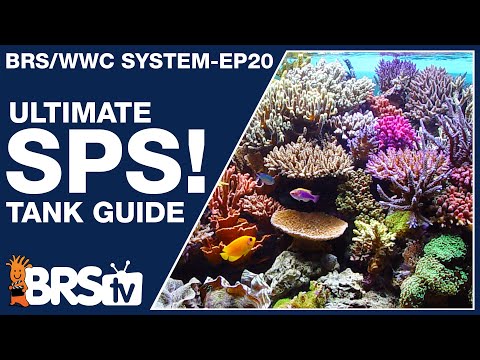 Ep20: The only SPS reef tank setup guide you'll ever need! - The BRS/WWC System