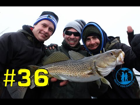 Dorschangeln Ostsee vom Kutter - Livebiss! | Heiligenhafen LMAB Tour