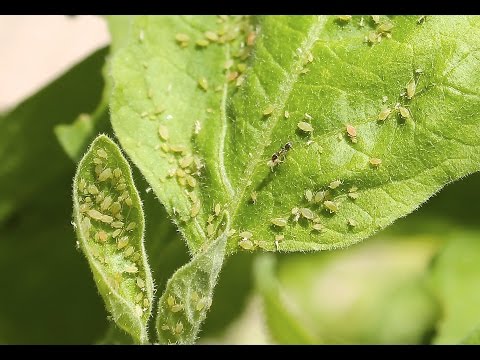 Make your own insect killing soap spray