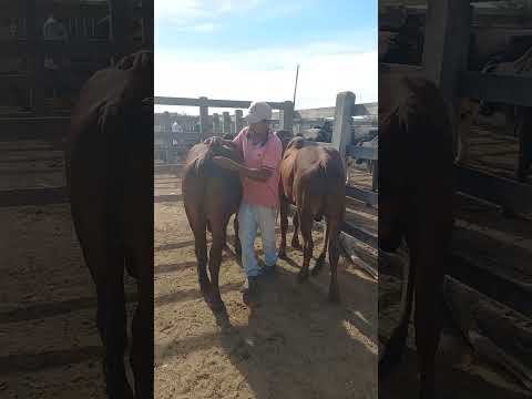 Feira de gado em Dois Riachos Alagoas #gado #mercadoagricola #fazenda