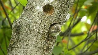 鳥、ＥＫＨの鳥動画　コゲラ（小啄木鳥）１１０５２２０３
