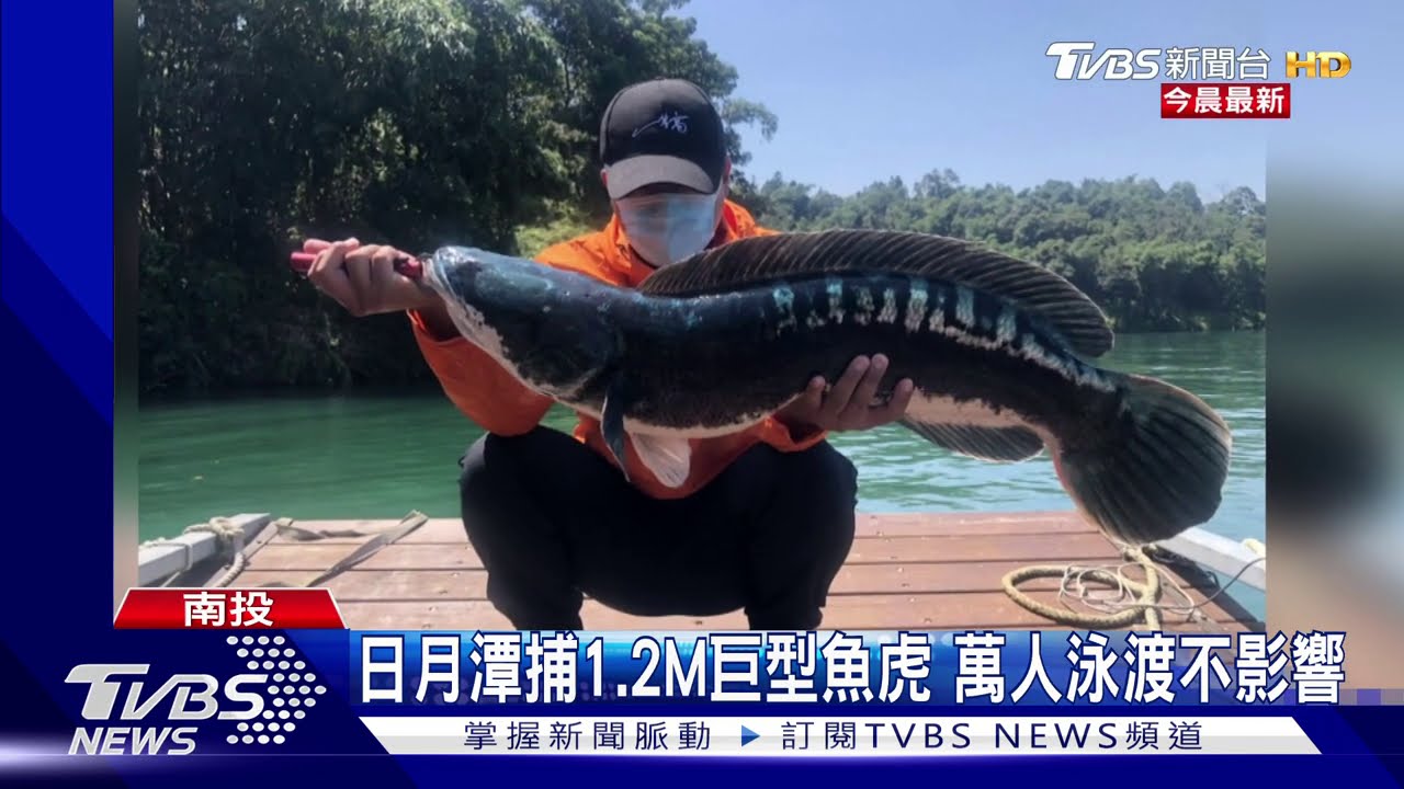 日月潭捕1.2公尺長巨型魚虎 萬人泳渡不影響