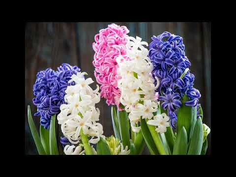 Pizmon Layakinton-Hymn to the hyacinth-פזמון ליקינטון-English, Hebrew Lyrics Subtitles