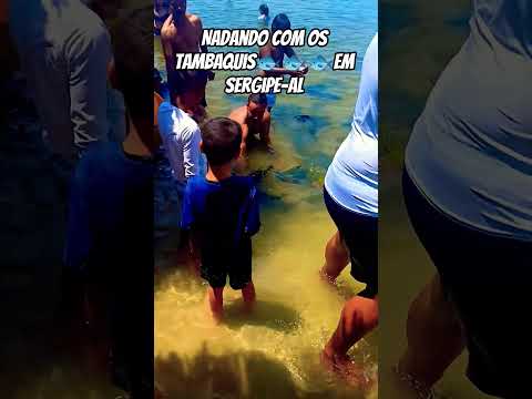 Nadando com os TAMBAQUIS em SERGIPE-AL🐟🐟🐟