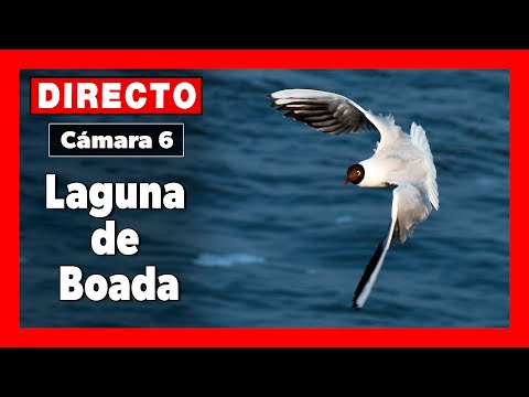 🦆 Aves del Humedal 🔴 DIRECTO (Cámara 6 | Palencia) LAGUNA de BOADA