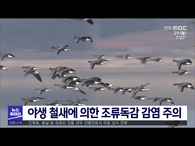 야생 철새에 의한 조류독감 감염 주의