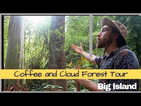 Descubra a Floresta Nublada de Kona, a Fazenda de Café Kona e o Almoço Assassino!